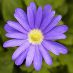 Anemone & Hyacinth - Spring Breeze Blend
