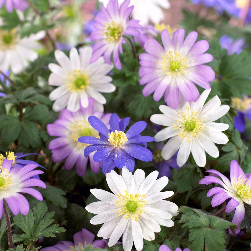 Anemone - Blanda Flutter Mix