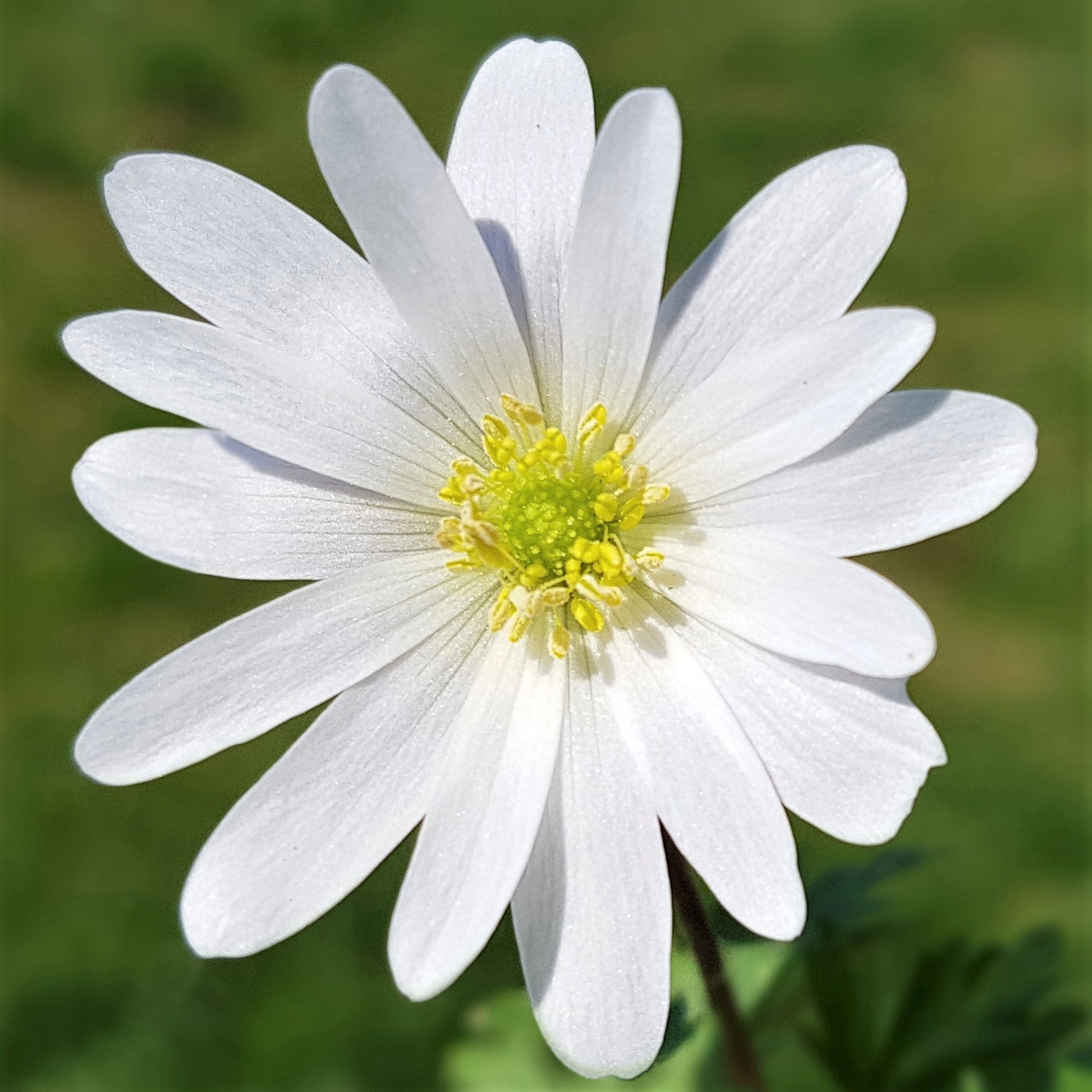 Anemone - Blanda Sparkling White
