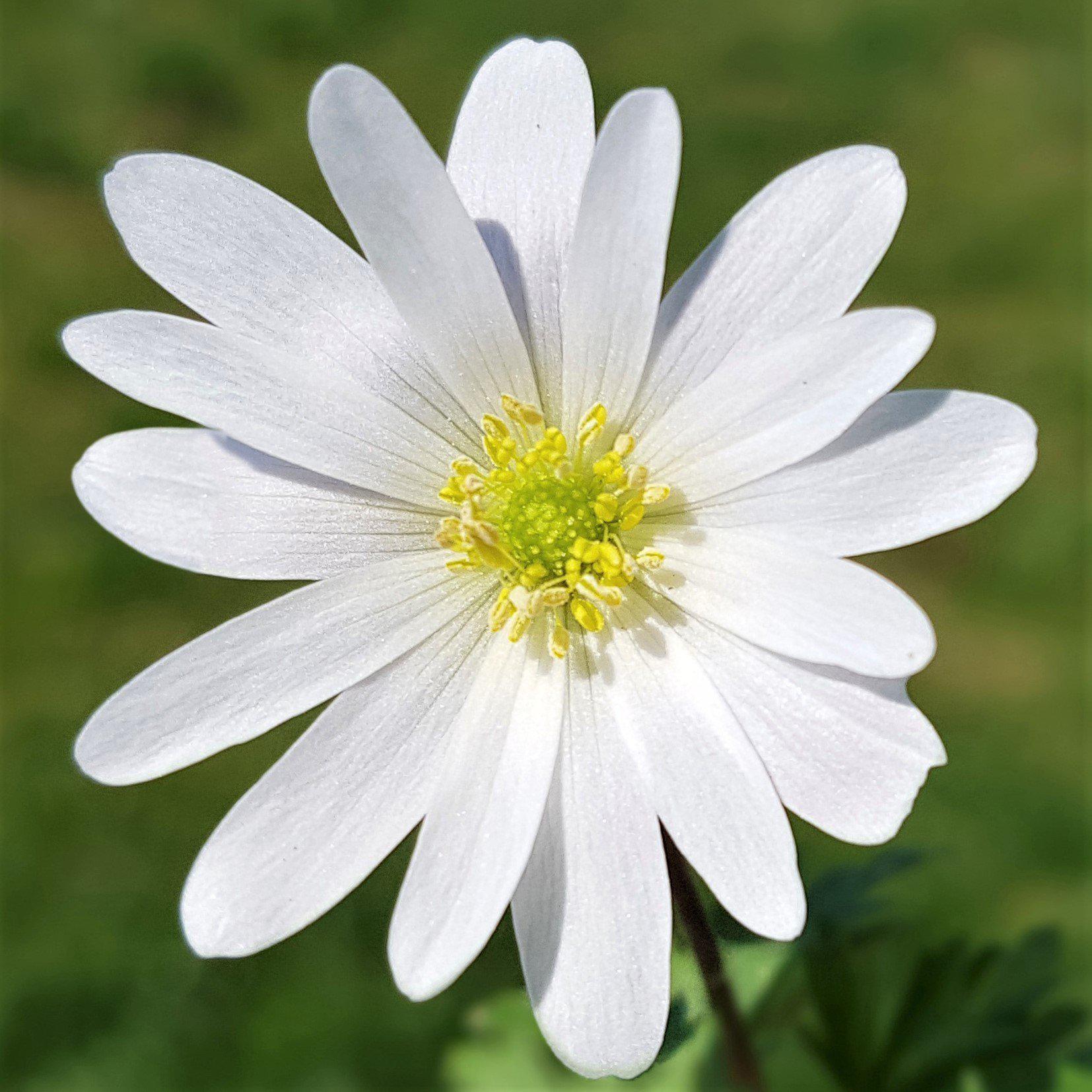 Anemone & Muscari - Fun & Flirty Blend