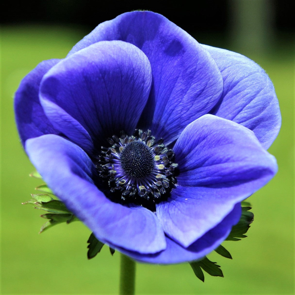 Anemone - Blue Poppy