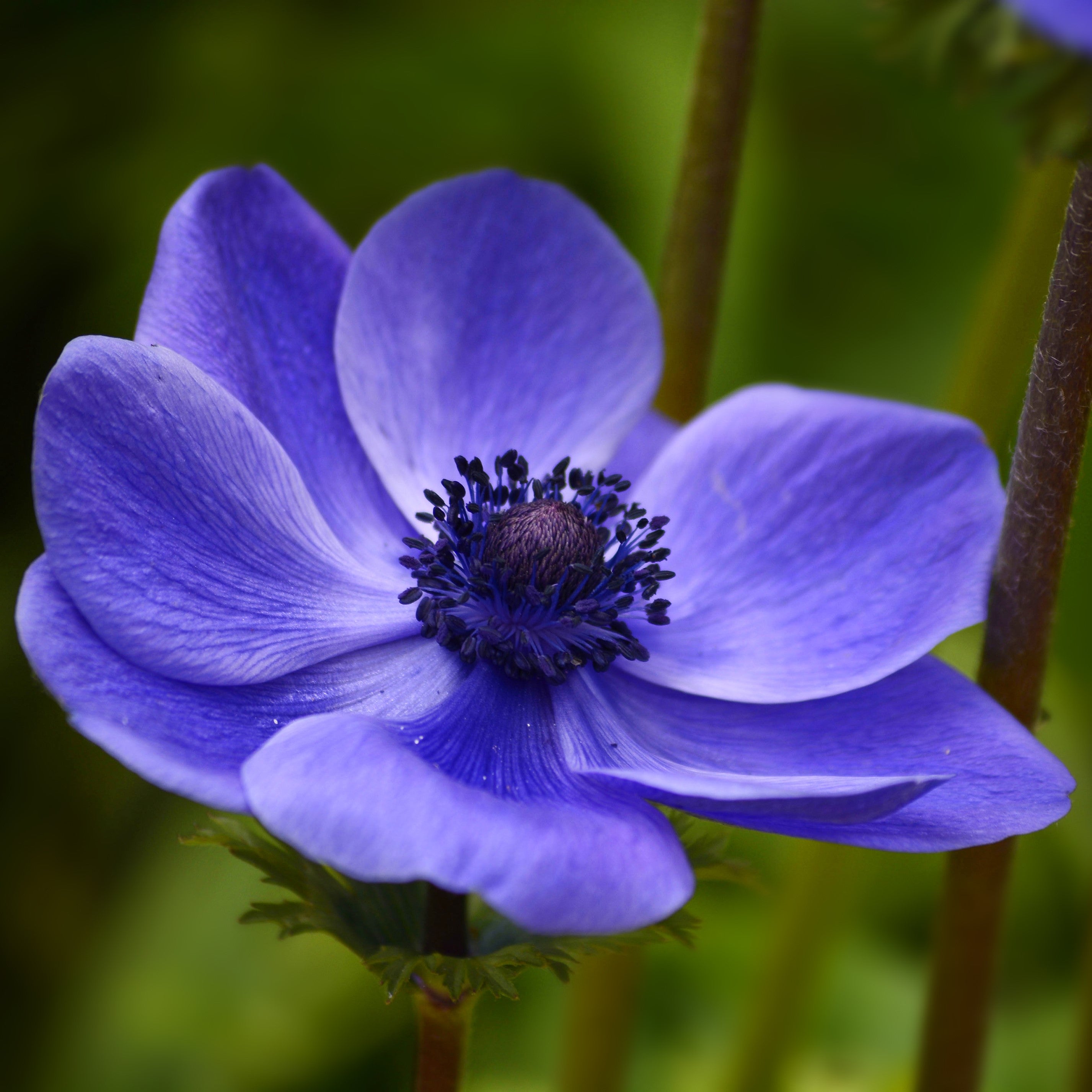 Anemone - Blue Poppy
