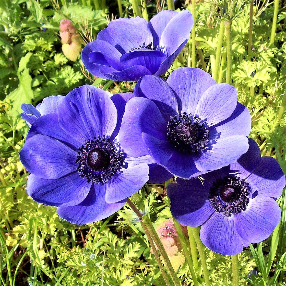 Anemone - Blue Poppy