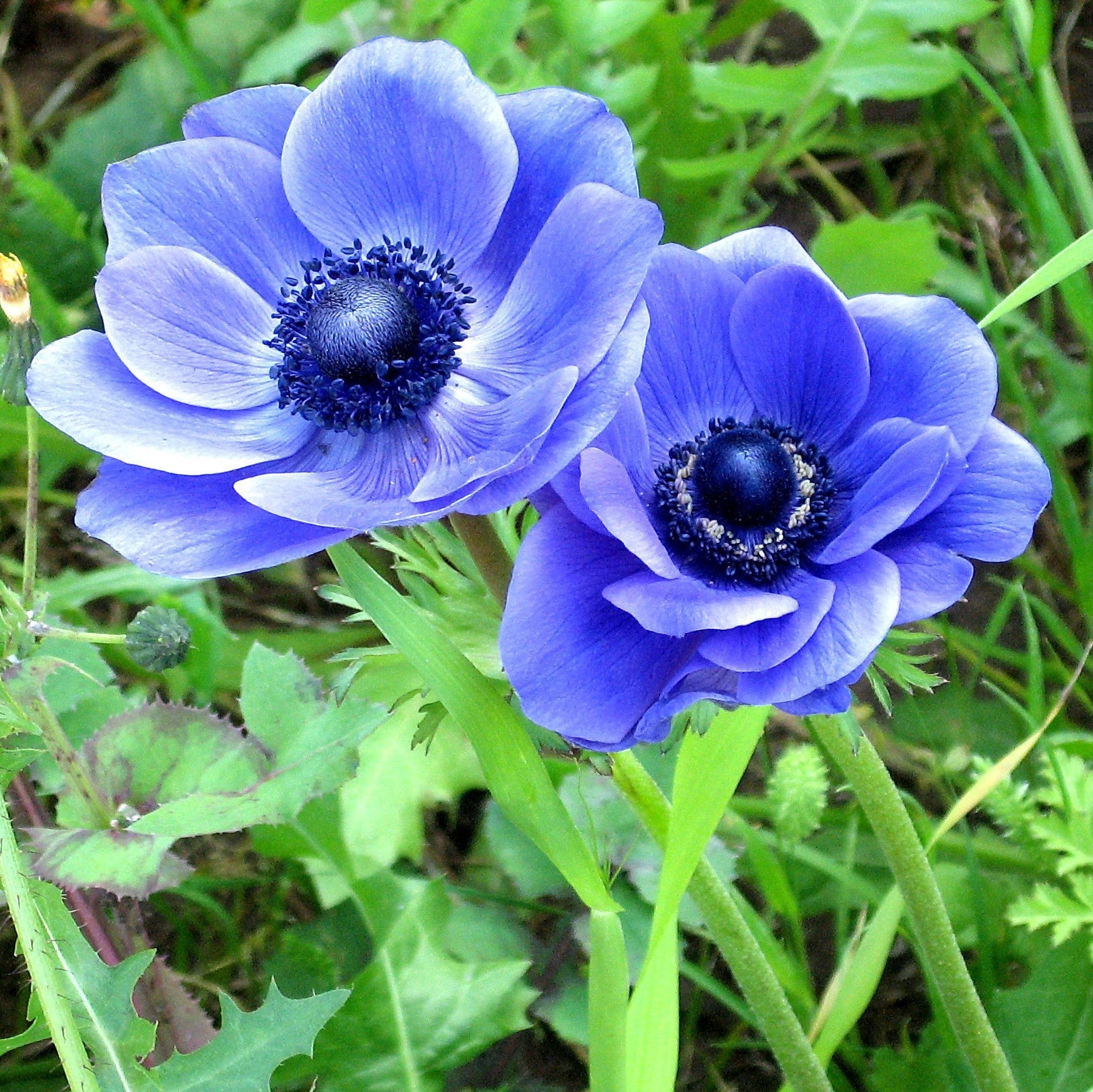 Anemone - Blue Poppy