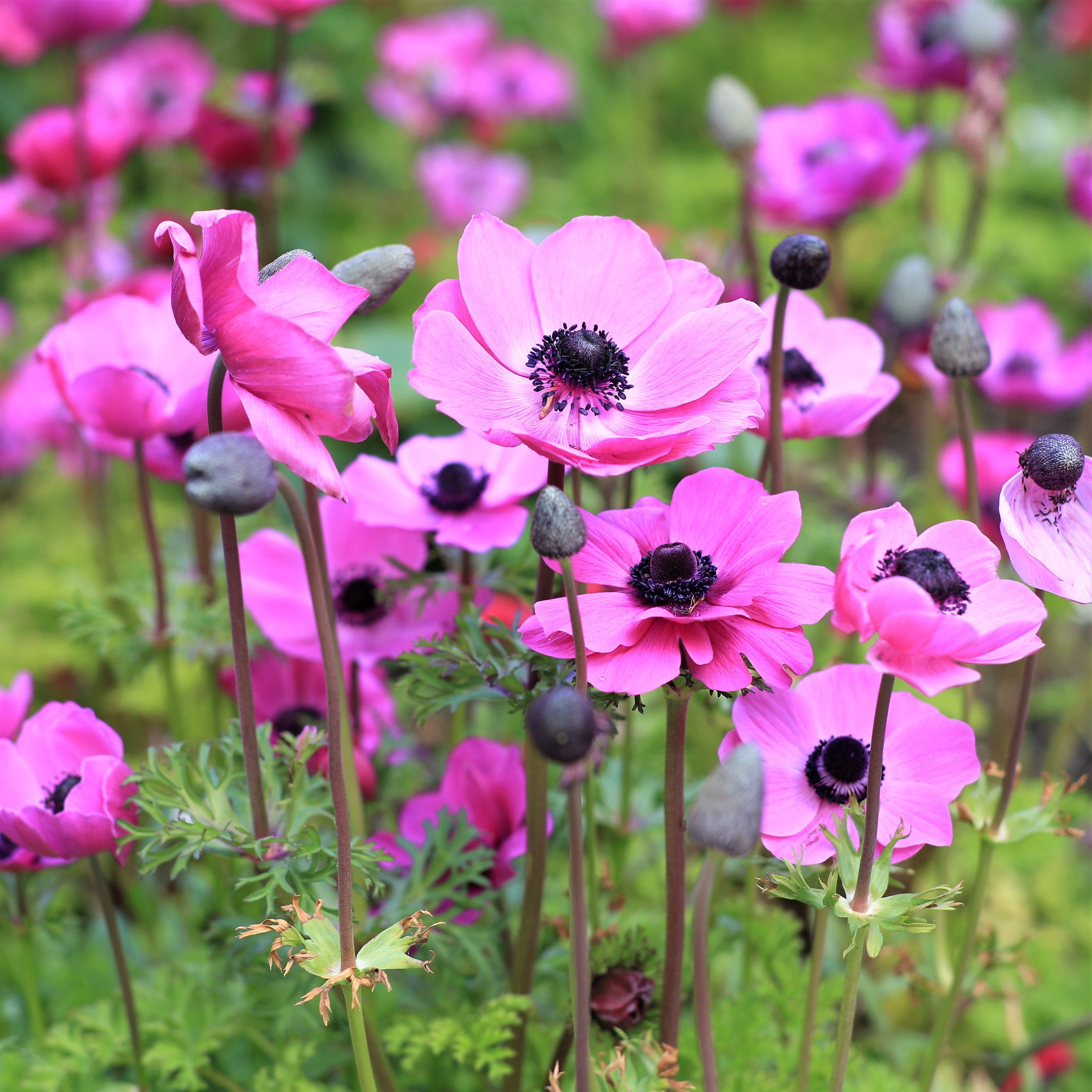 Anemone - Rosea