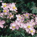 Japanese Anemone - Tomentosa Robustissima