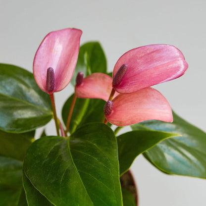 Anthurium Purple - Anthurium Andraeanum