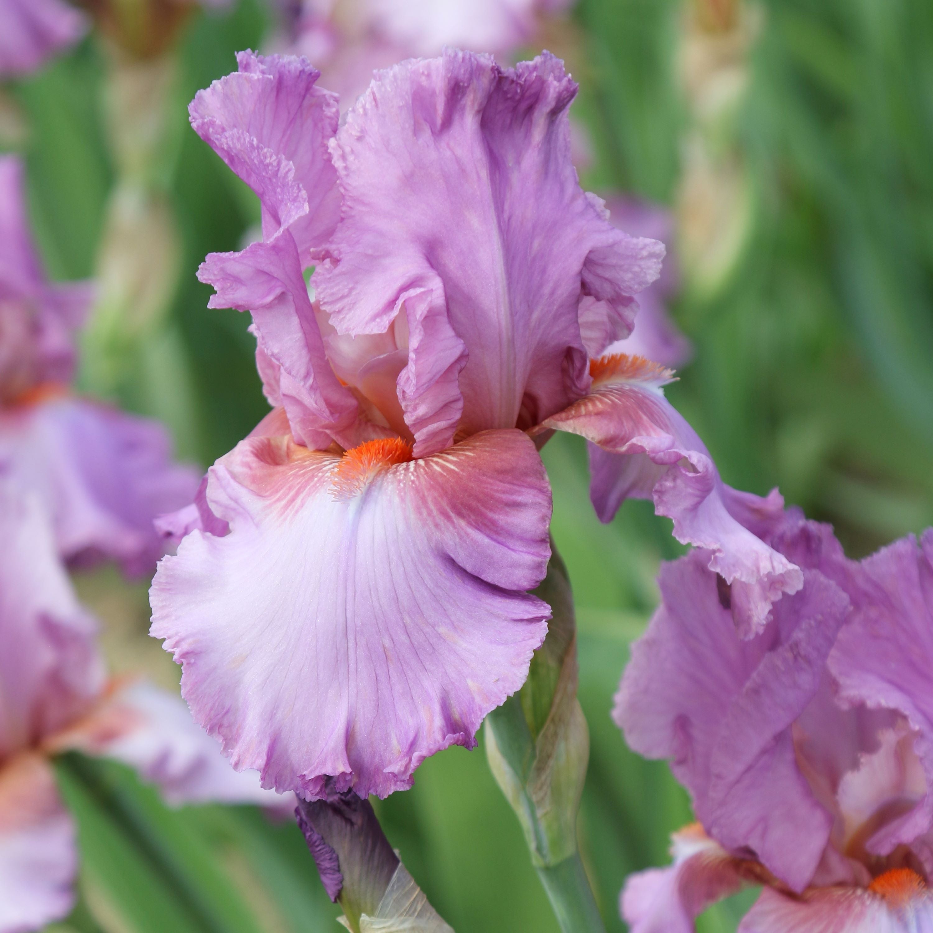 Bearded Iris - Califlora Persian Berry (Reblooming)