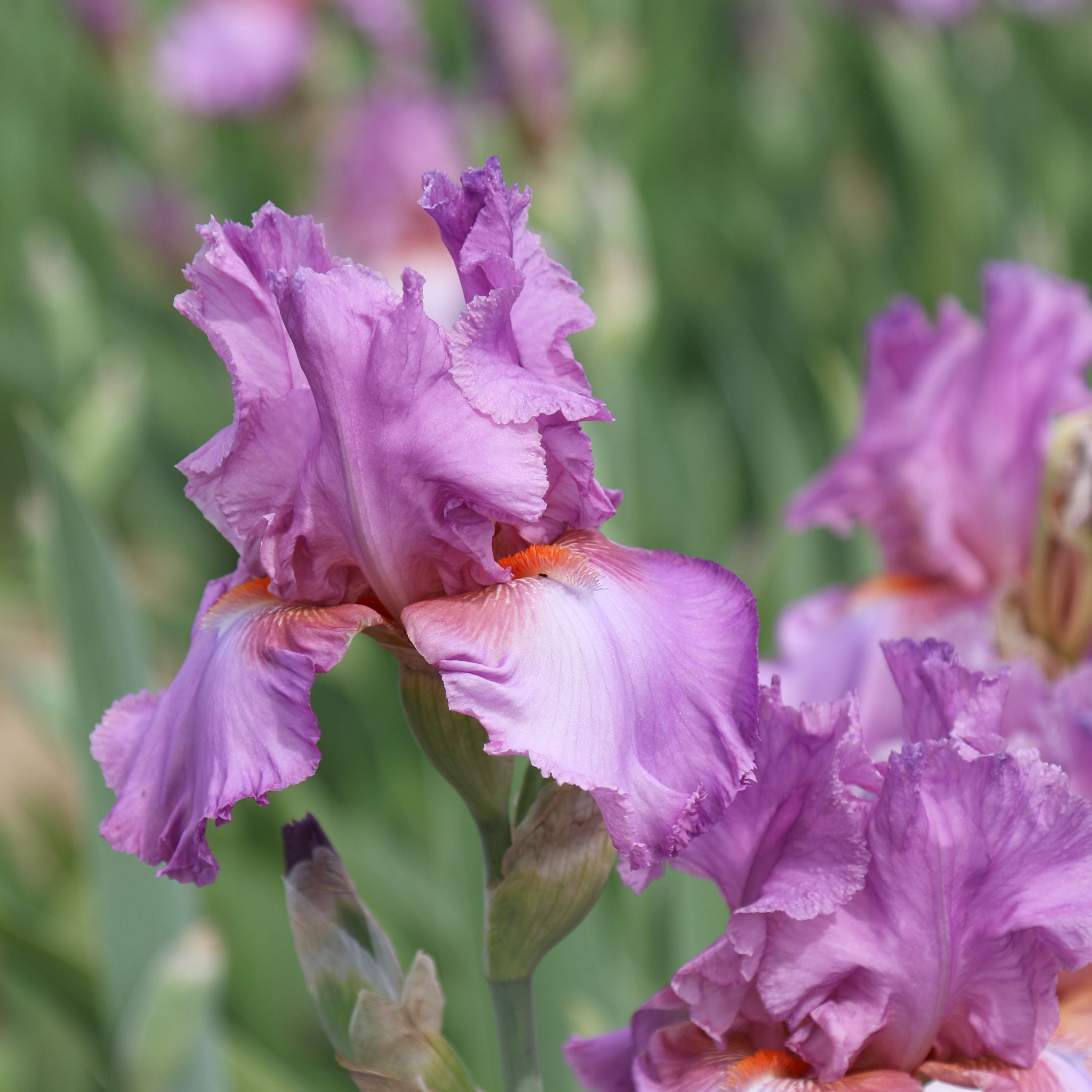 Bearded Iris - Califlora Persian Berry (Reblooming)