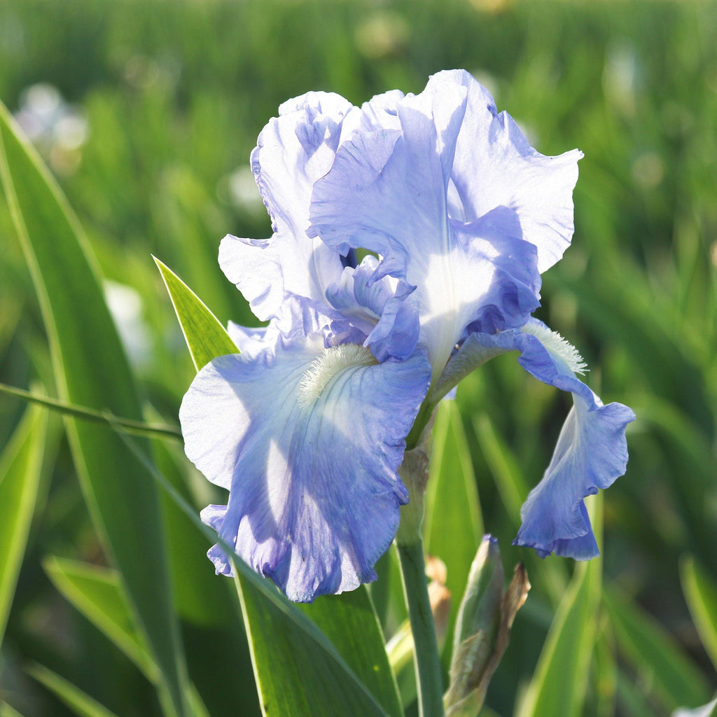 Bearded Iris - Califlora Victoria Falls (Reblooming)
