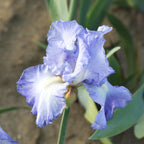 Bearded Iris - Califlora Victoria Falls (Reblooming)