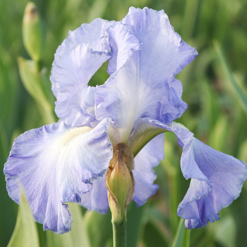 Bearded Iris - Califlora Victoria Falls (Reblooming)