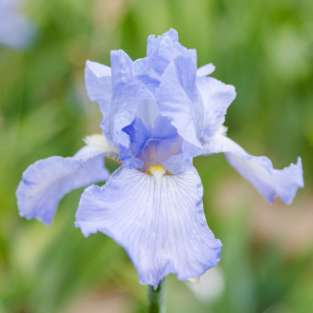 Bearded Iris - Califlora Cloud Ballet (Reblooming)