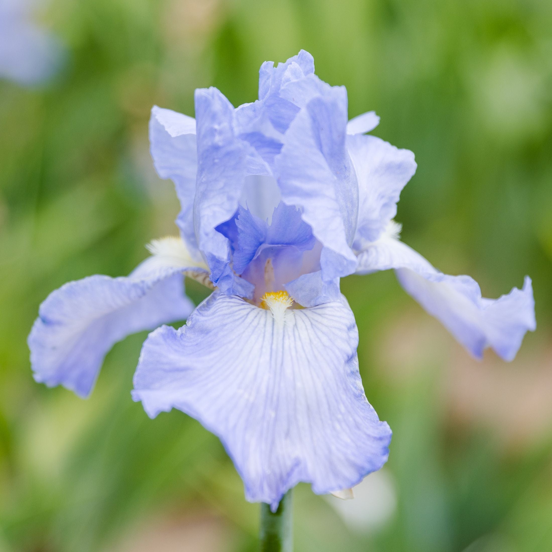 Bearded Iris - Califlora Cloud Ballet (Reblooming)