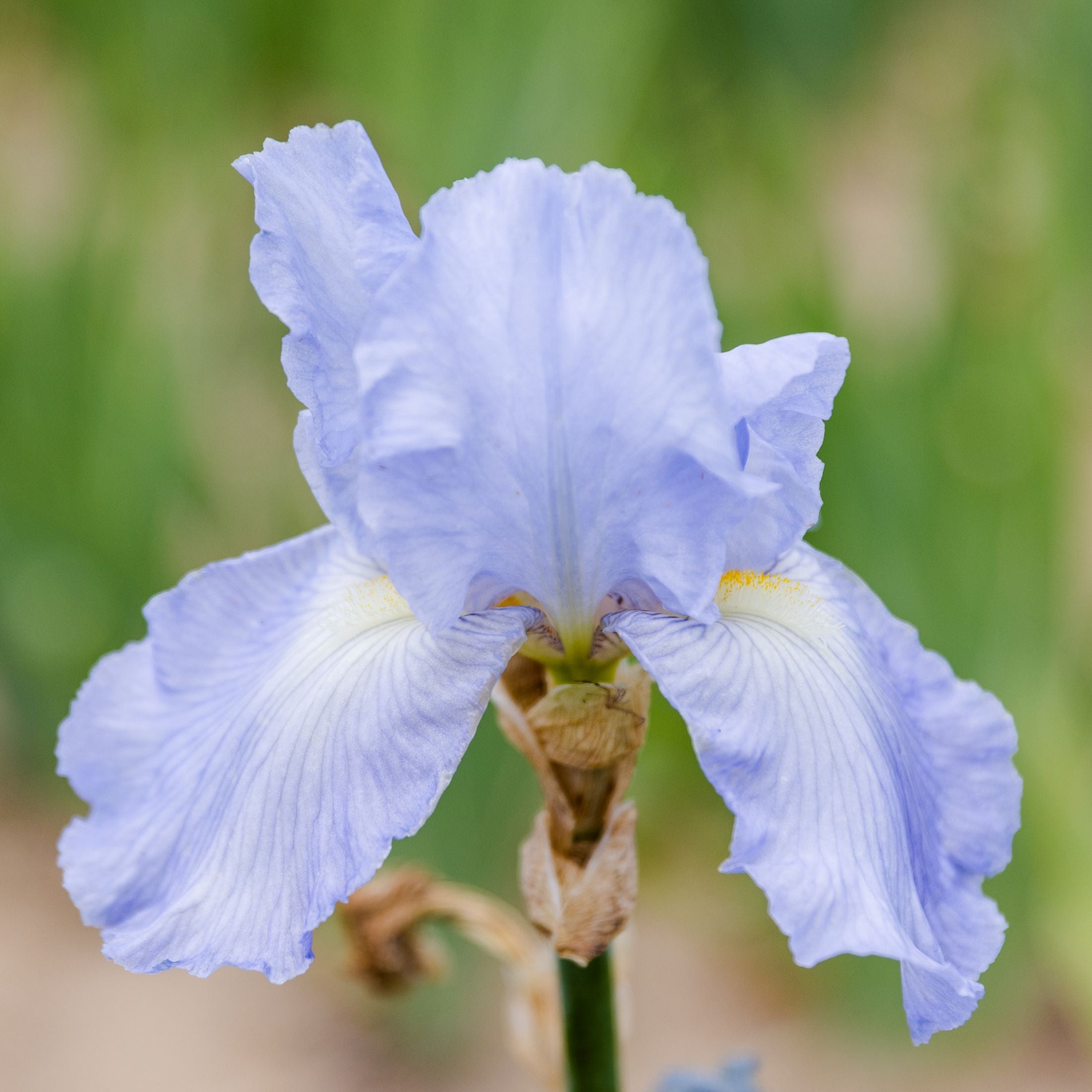Bearded Iris - Califlora Cloud Ballet (Reblooming)