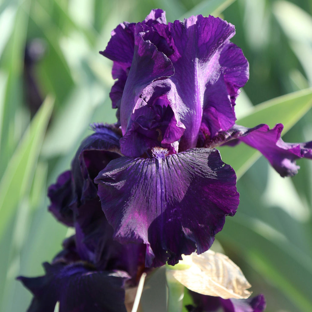 Bearded Iris - Califlora Ozark Rebounder (Reblooming)