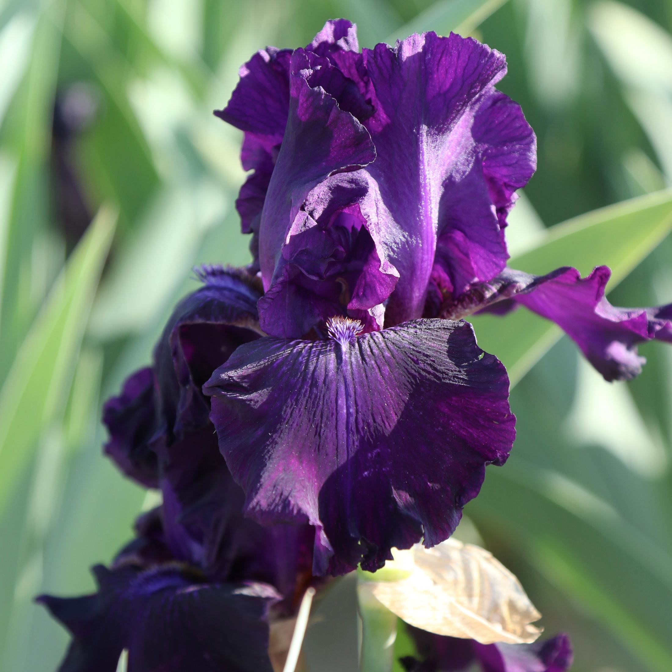 Bearded Iris - Califlora Ozark Rebounder (Reblooming)