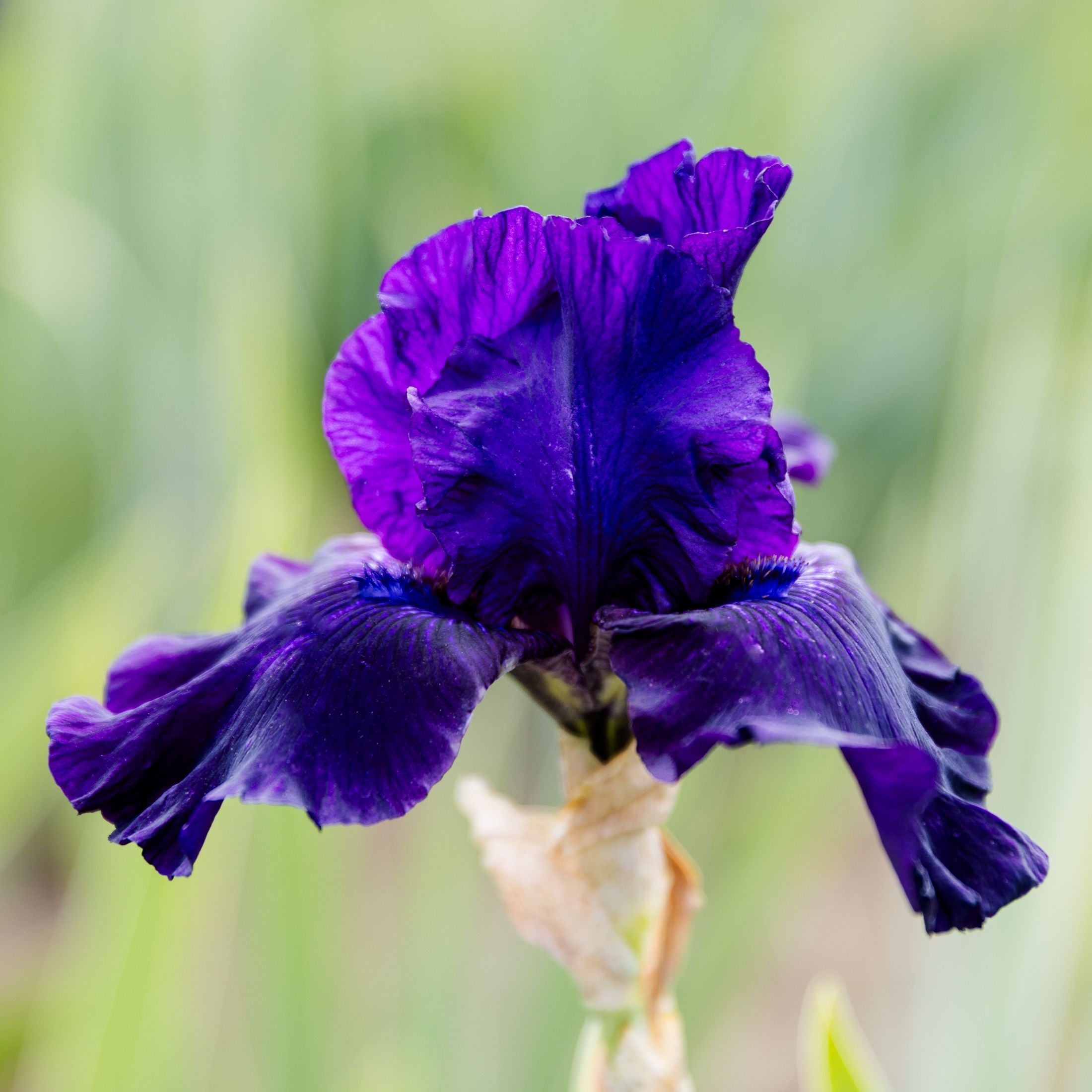 Bearded Iris - Califlora Ozark Rebounder (Reblooming)