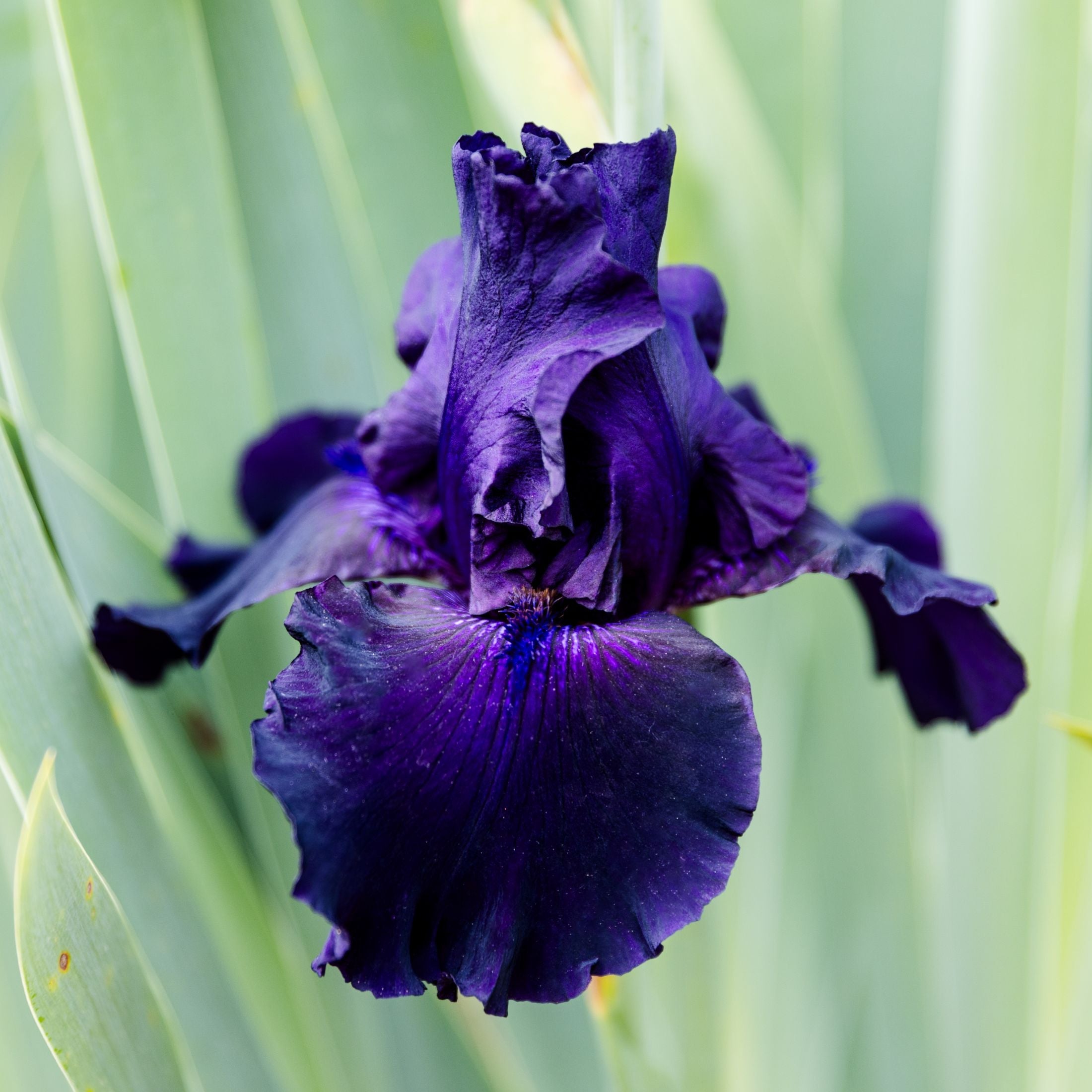 Bearded Iris - Califlora Ozark Rebounder (Reblooming)