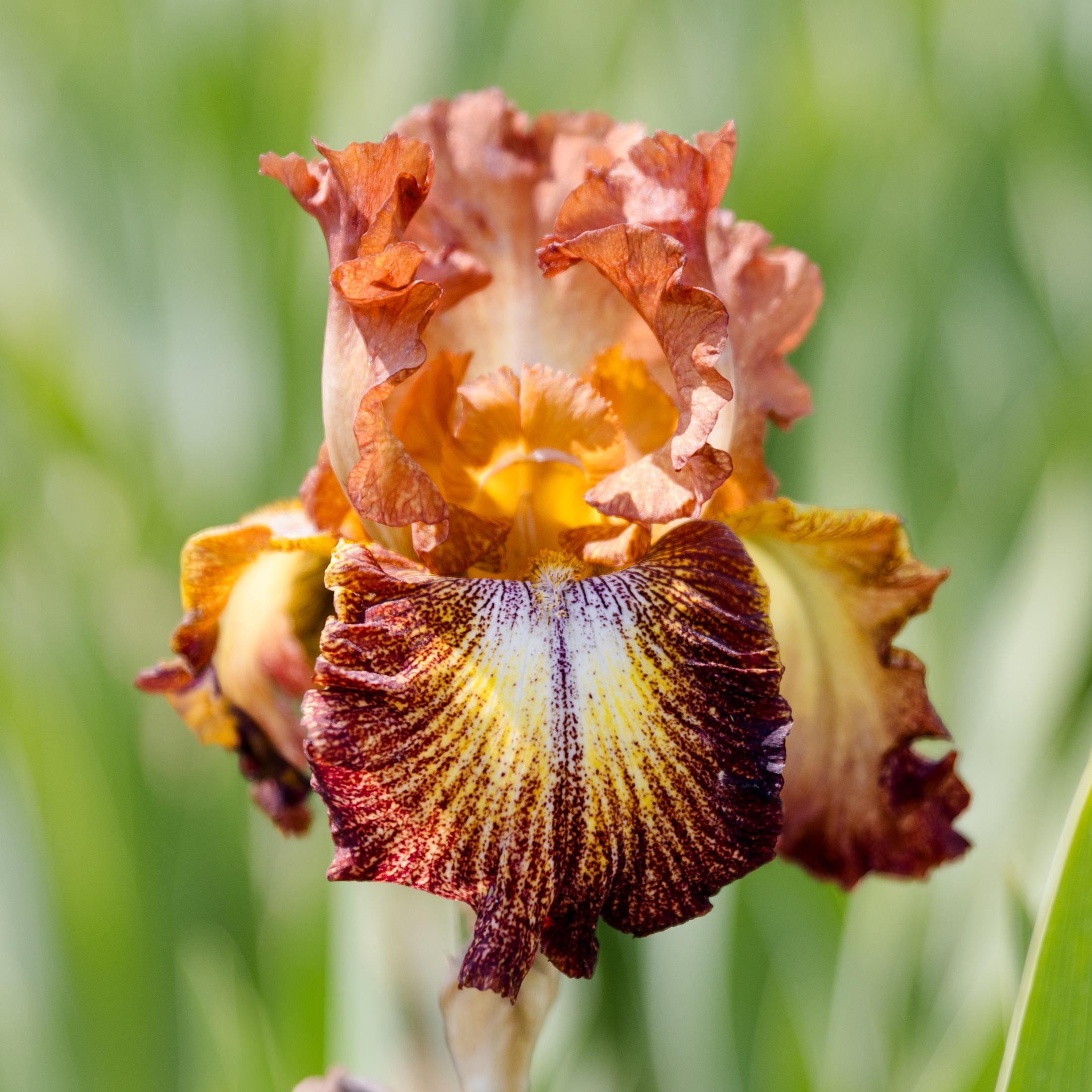 Bearded Iris - Califlora Paprika Fono (Reblooming)