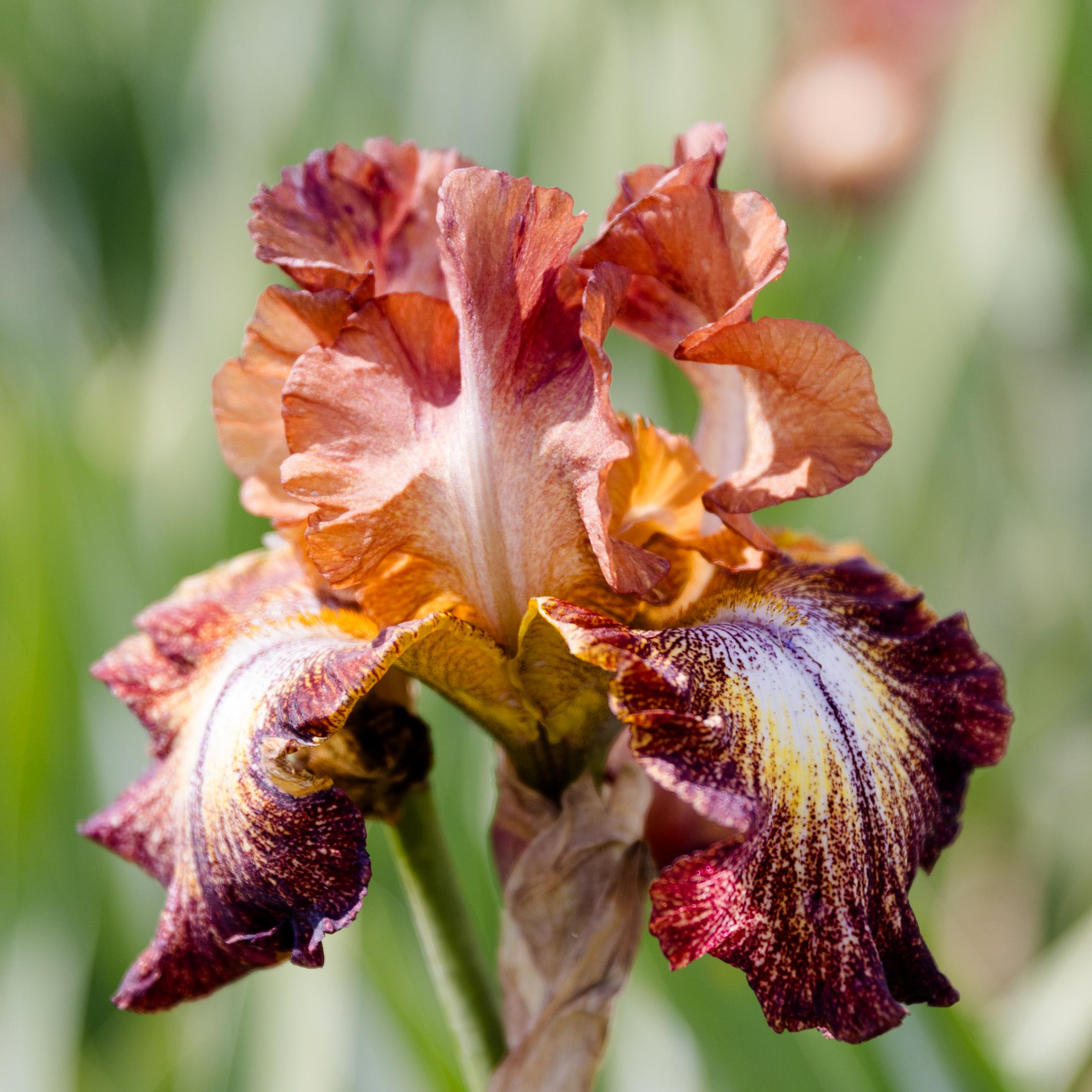 Bearded Iris - Califlora Paprika Fono (Reblooming)