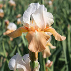 Bearded Iris - Califlora Invitation (Reblooming)