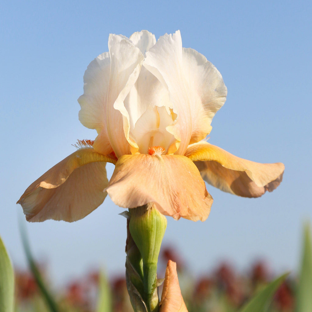 Bearded Iris - Califlora Invitation (Reblooming)