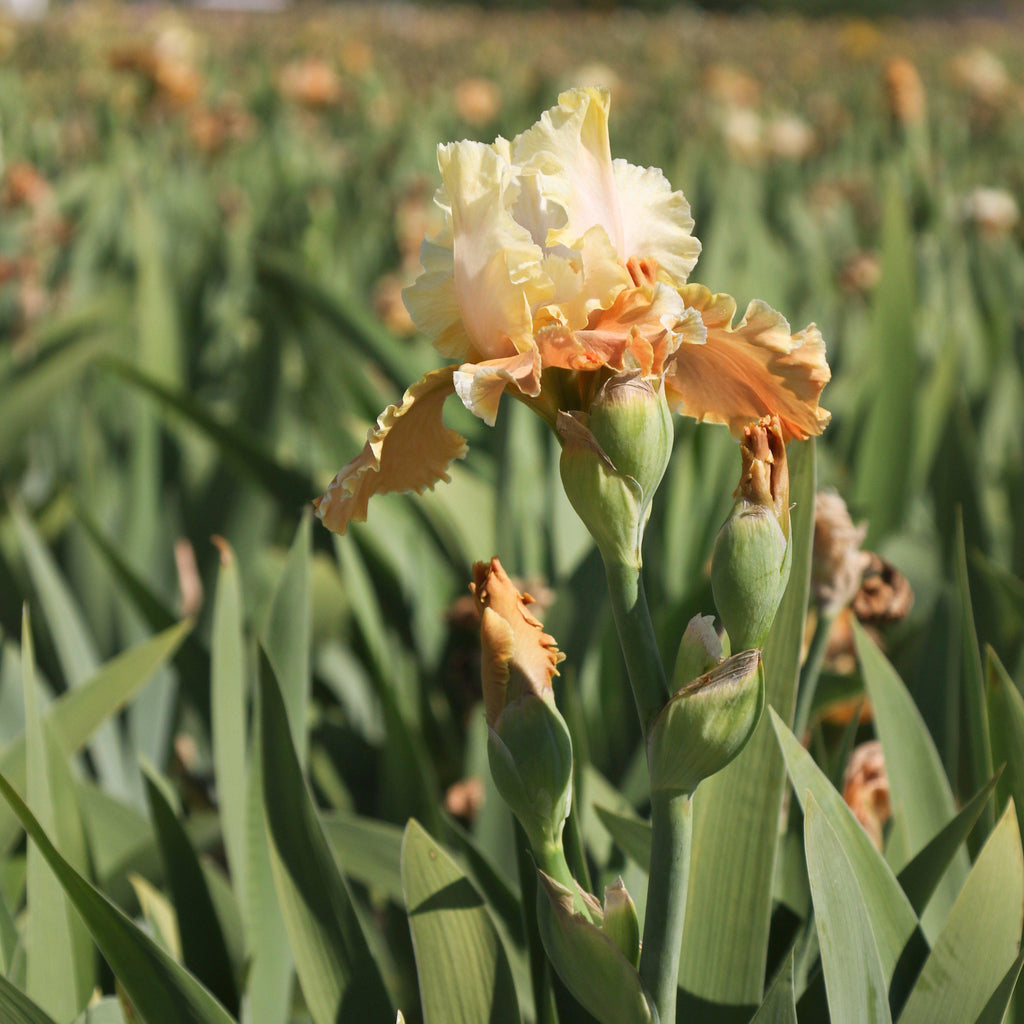 Bearded Iris - Califlora Invitation (Reblooming)