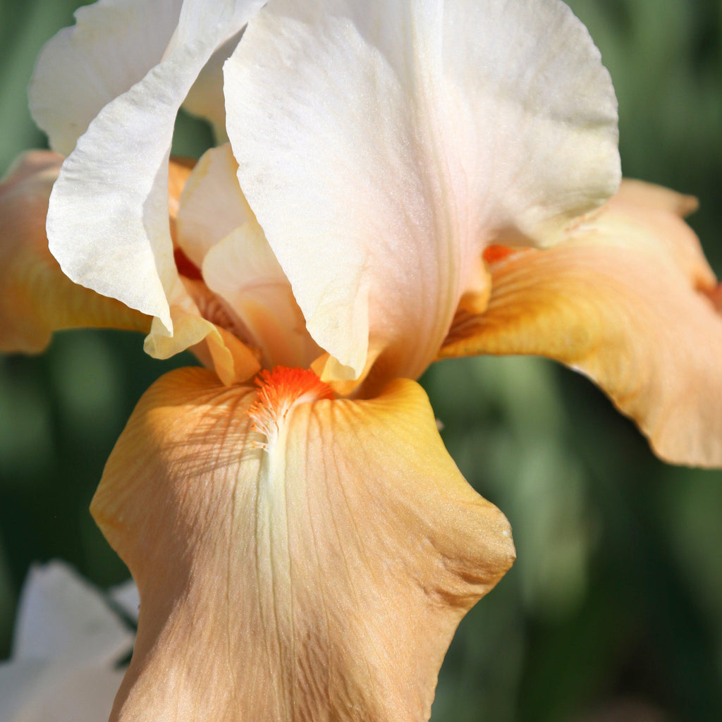 Bearded Iris - Califlora Invitation (Reblooming)