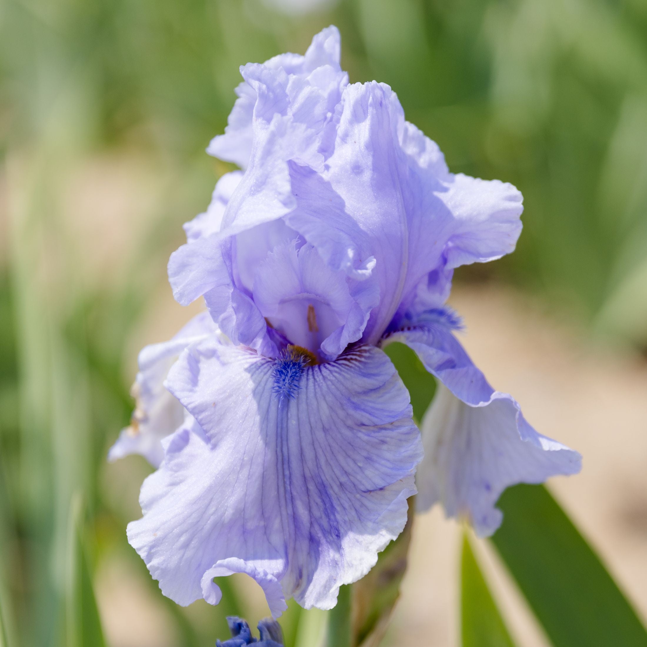 Bearded Iris - Califlora Rio Vista (Reblooming)