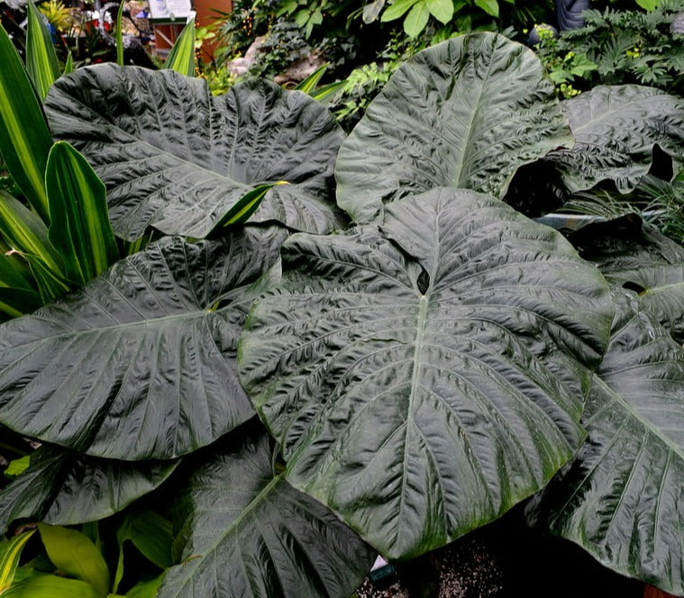 Alocasia Serendipity -  Black Elephant Ear