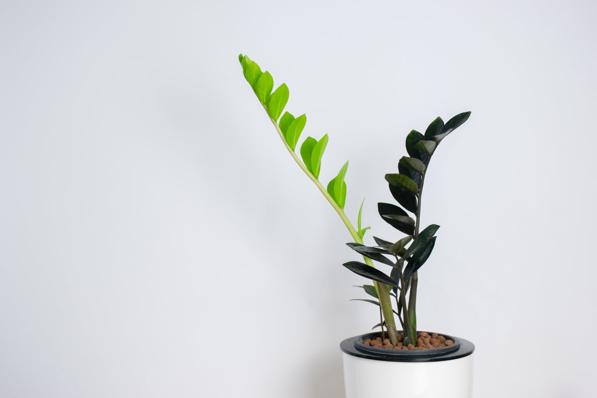 Raven ZZ Plant - Zamioculcas Black Queen