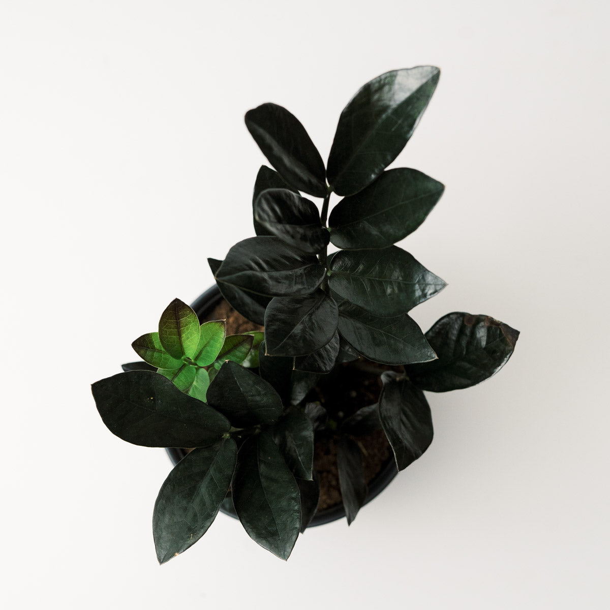 Raven ZZ Plant - Zamioculcas Black Queen