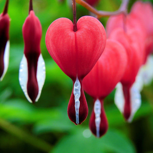 Dicentra - Bleeding Hearts Valentine