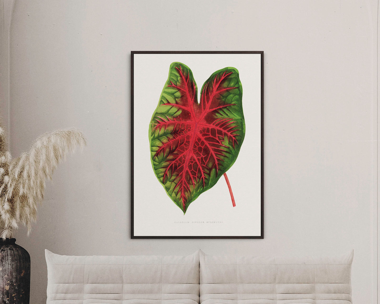 Caladium Bicolor Splendens - Vintage Botanical Framed Canvas Print