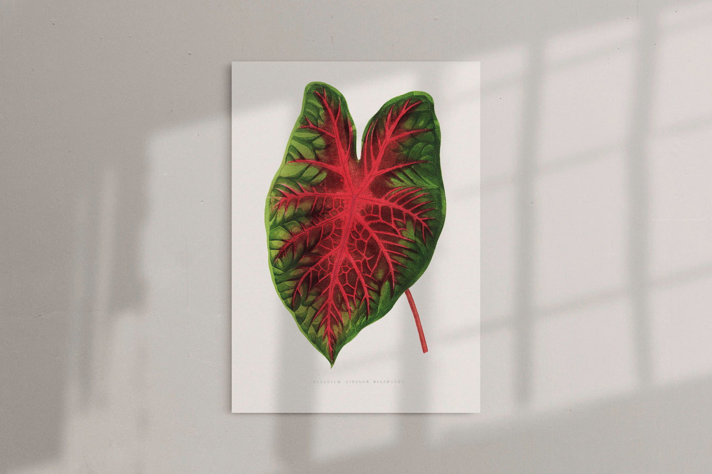 Caladium Bicolor Splendens - Vintage Botanical Framed Canvas Print