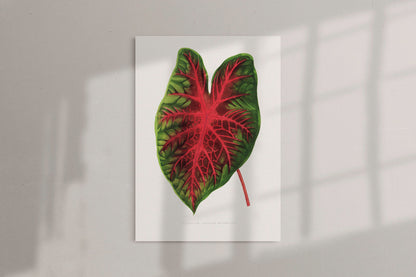 Caladium Bicolor Splendens - Vintage Botanical Framed Canvas Print