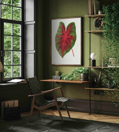 Caladium Bicolor Splendens - Vintage Botanical Framed Canvas Print