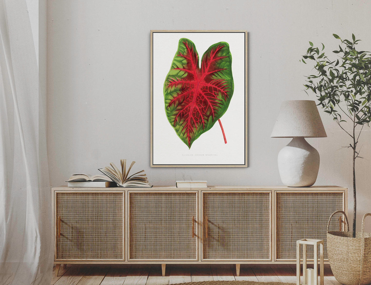 Caladium Bicolor Splendens - Vintage Botanical Framed Canvas Print