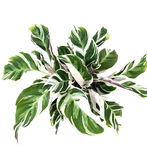 Calathea White Fusion