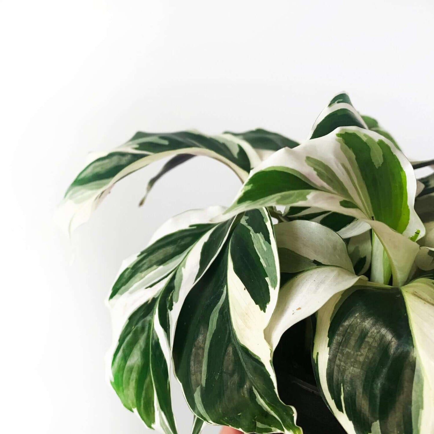 Calathea White Fusion