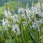 Camassia - Cusickii Wild Hyacinth
