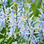 Camassia - Cusickii Wild Hyacinth