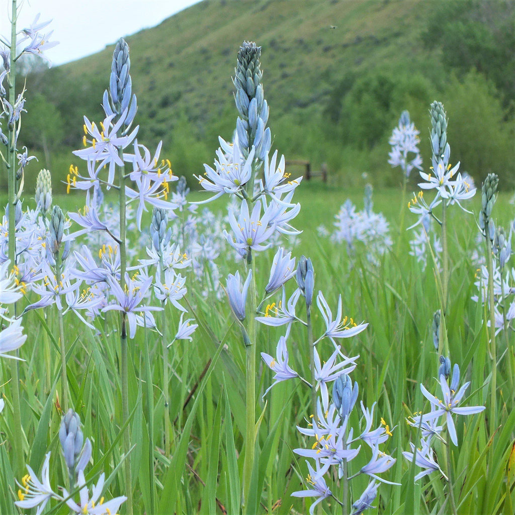 Camassia - Cusickii Wild Hyacinth