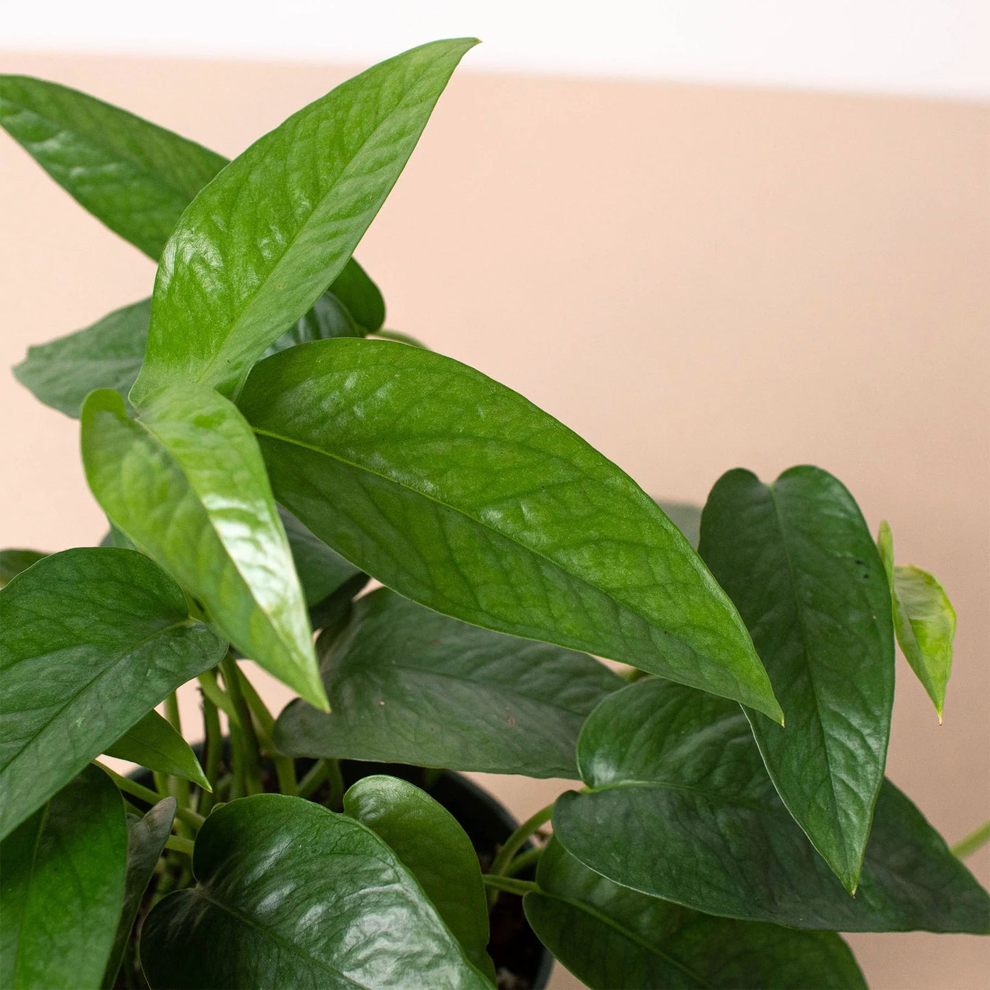 Cebu Blue Pothos - Epipremnum Pinnatum