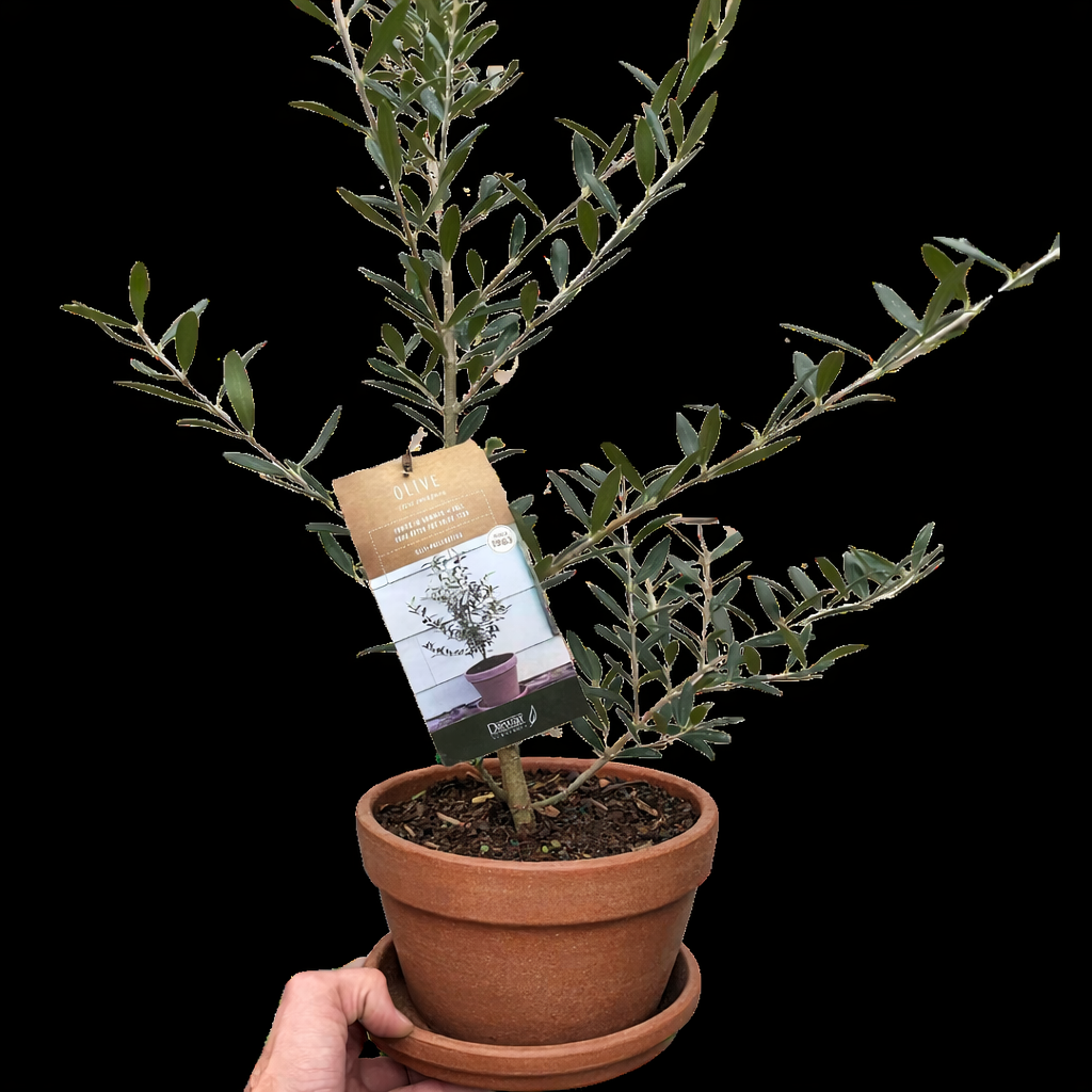 Common Olive Tree (Olea europaea)