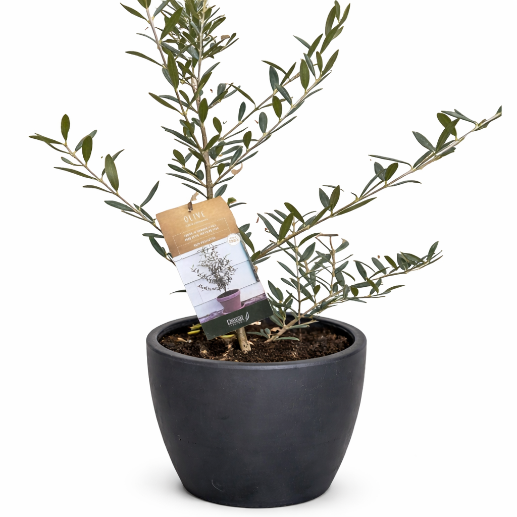 Common Olive Tree (Olea europaea)
