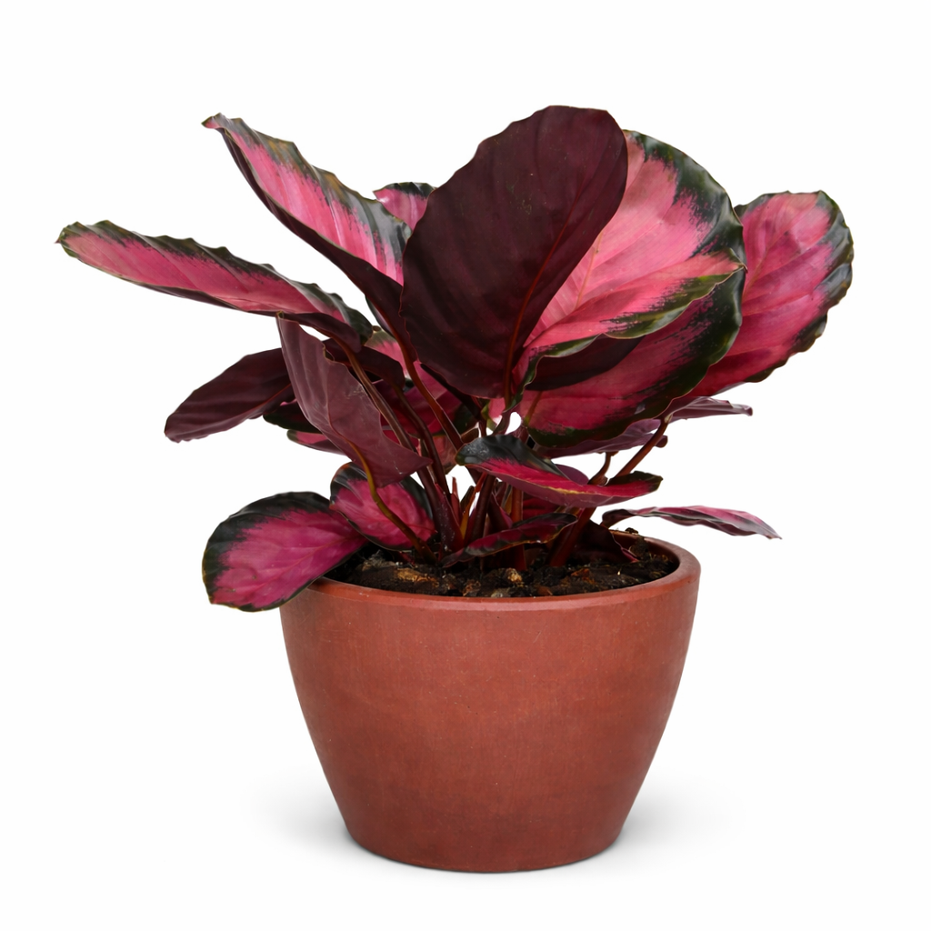 Calathea 'Purple Rose'