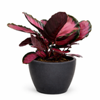 Calathea 'Purple Rose'