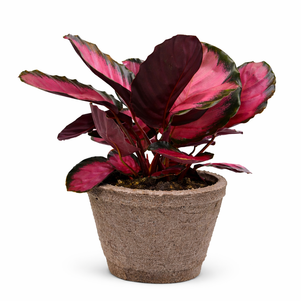 Calathea 'Purple Rose'